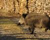 trails closed for another wild boar hunt