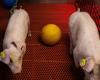 In an American laboratory farm, transgenic pigs bred to sell kidneys to humans: News