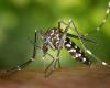 The tiger mosquito settles in northern Franche-Comté