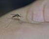 ​Dengue and whooping cough still on the rise