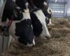 Sexual acts on cows: guilty of bestiality, he avoids prison