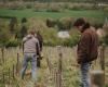 when the vine takes root in the land of cider