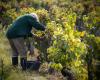 Here are the communes of the Pyrénées-Orientales where the vines will disappear the most