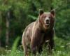 A hunter dies crushed by the corpse of a bear… shot by another hunter