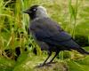 Cancellation of orders to cull jackdaws in Brittany: Incomprehension!