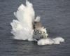 Impressive images of the torpedoing of a former patrol boat by the French Navy