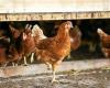 Avian flu: no outbreak declared in France for a month, the risk level lowered