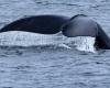 Off the coast of Massachusetts | Two whales entangled in fishing gear