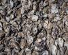 Near Dijon. This town collects oyster shells, here’s what it will do with them