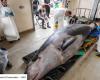 The Eye of GEO: an extremely rare Travers’ beaked whale, found stranded, has 9 stomachs