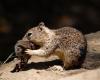 in California, bloodthirsty squirrels