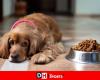 Festive meals: be careful, it’s not just chocolate that can poison your pet