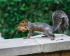 Scientists Caught Squirrels Eating Other Rodents