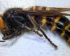 the giant hornet, deadly to humans, has been eradicated