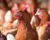 Tunisia: Does H5N1 represent a new global threat after the coronavirus?