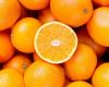 Despite drought, Moroccan exports of orange juice jump to 11,000 tonnes in 2024