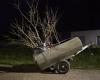 green activists grow plum trees at night in Nancy – Libération