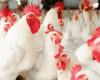 Trade: live chicken prices stabilize