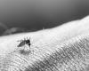 The circulation of arboviruses worries health authorities