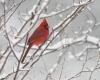 These birds refuse to leave the cold and it's impressive