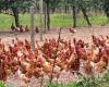 In its Calvados orchards, its gold medal-winning chickens delight gourmets