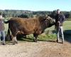 Agricultural Show: Emilien and his Aubrac bull Romarin are selected for the first time in Paris