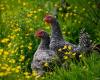 “Rolls-Royce of poultry”, the cuckoo hen of Rennes wants to save his feathers