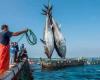 Coastal and artisanal fishing: More than 10 billion dirhams generated in 11 months