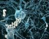 Researchers identify key mechanism linking brain stress to Alzheimer's disease