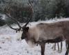 meeting the reindeer of the Cairngorms