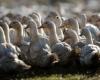 Avian flu: higher costs, territorial differences… why do some breeders grumble about vaccination?