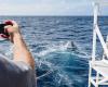 In Thailand, buoys to avoid a tsunami as catastrophic as in 2004