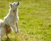 the city of Cannes inaugurates its first dog park