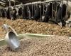 Livestock feed: An anti-competitive concentration