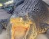 Burt, famous crocodile star of the film Crocodile Dundee, dies at the age of 90