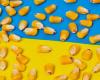 Ukraine expected to export less grain in 2024/25