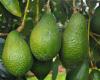 Avocado: Morocco 3rd exporter in Africa