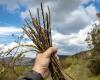 Wild asparagus: are they really edible?