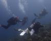 The Tarnais at the end of the world: Christophe swims with turtles and sharks in Tahiti