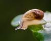 Tiny endangered snails reintroduced to deserted Portuguese island