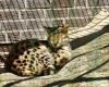 Twenty big cats contract bird flu and die in shelter