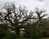 Remarkable trees of Haute-Garonne: The oldest oak is said to be 550 years old, in Lauragais