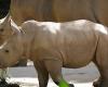 Kenya: in vitro fertilization saves the last northern white rhinos