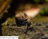 More than 1,300 snails threatened with extinction reintroduced to an island near Madeira