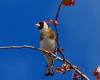 European goldfinch, the songbird most threatened by poaching in Morocco