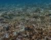 VIDEO. “What was already weakened has been crushed”, cyclone Chido also damaged the coral reef in Mayotte