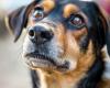 Drugs that extend the life of dogs also benefit humans