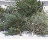 Recycle your Christmas tree in Montauban: give it a second life