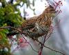 Forest grouse monitoring methods currently being adapted