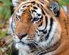 Increase in tigers in Nepal raises new concerns – rts.ch